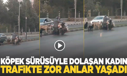 Manisa'da trafikte zor anlar: Köpek sürüsüyle dolaşan kadın yolun ortasında kaldı!