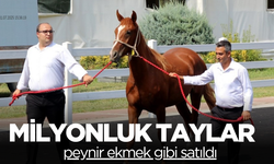 Milyonluk taylar görücüye çıktı