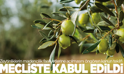 Bin Yıllık Zeytinler Madene Kurban mı Ediliyor? O teklif kabul edildi!