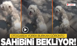Manisa'da terk edilen köpek sahibinin yolunu gözlüyor