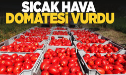 Sıcak hava domatesi vurdu: Üretici perişan oldu!