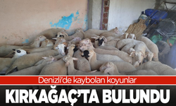 Denizli'de kaybolan koyunlar Manisa'da bulundu