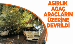 Asırlık Dut Ağacı İkiye Ayrıldı, Araçlar Altında Kaldı