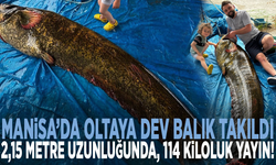 Manisa’da oltaya dev balık takıldı: 2,15 metre uzunluğunda, 114 kiloluk yayın!