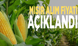 Mısır alım fiyatı açıklandı