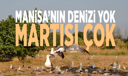 Manisa’nın denizi yok martısı çok