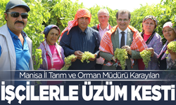 Manisa İl Tarım ve Orman Müdürü Karayılan, işçilerle üzüm kesti