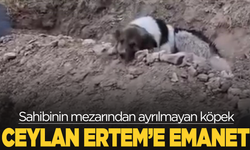 Sahibinin mezarından ayrılmayan köpek, sanatçı Ceylan Ertem'e emanet