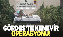 Gördes’te jandarmadan kenevir operasyonu