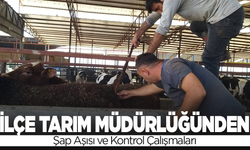 İlçe Tarım Müdürlüğü’nden Şap Aşısı ve Kontrol Çalışmaları