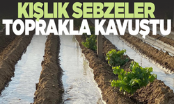 Kışlık sebzeler toprakla buluşmaya başladı