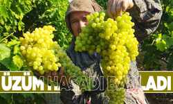 Sarıgöl'de üzüm hasadı başladı