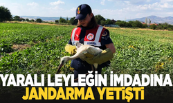 Yaralı leyleğin imdadına jandarma yetişti