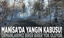 Manisa’da yangın kabusu! Ormanlarımız birer birer yok oluyor