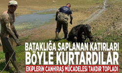 Bataklığa saplanan katırları böyle kurtardılar: Ekiplerin canhıraş mücadelesi takdir topladı