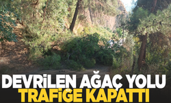 Alaşehir'de devrilen ağaç yolu ulaşıma kapattı