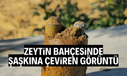 Zeytin bahçesinde şaşkına çeviren görüntü
