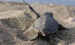 Mavi Gönüllüleri, Caretta Caretta’ları Akdeniz’le buluşturuyor