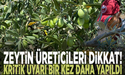 Zeytin üreticileri dikkat! Kritik uyarı bir kez daha yapıldı