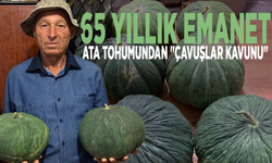 65 yıllık emanet: Ata tohumundan "Çavuşlar Kavunu"
