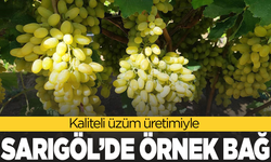 Kaliteli üzüm üretimiyle Sarıgöl’de örnek bağ