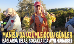 Manisa'da üzümle dolu günler: Bağlarda telaş, sokaklarda aynı muhabbet