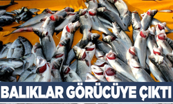 Manisa'da balıklar görücüye çıktı
