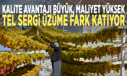 Kalite avantajı büyük, maliyet yüksek: Tel sergi üzüme fark katıyor