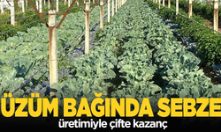 Üzüm bağında sebze üretimiyle çifte kazanç
