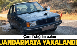 Çam fıstığı hırsızları jandarmaya yakalandı