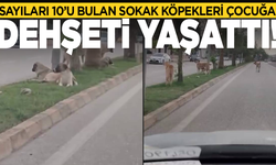 Sokak köpekleri çocuğa dehşeti yaşattı