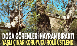 Doğa görenleri hayran bıraktı: Yaşlı çınar koruyucu rolü üstlendi