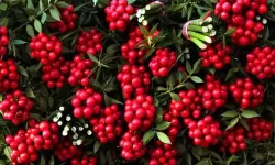 2026'ya geri sayım başladı: Kokina fiyatları ne kadar?