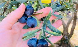 Salihli’de üreticilere zeytin dal kanseri uyarısı