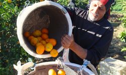 Satsuma mandalinasında hasat bolluğu