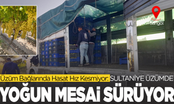Sarıgöl’de örtüaltı üzüm hasadı devam ediyor