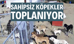 Sahipsiz köpekler toplanıyor