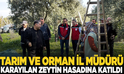 Manisa Tarım ve Orman İl Müdürü Karayılan zeytin hasadına katıldı
