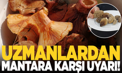 Uzmanından doğadaki mantarlarla ilgili uyarı