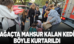 Ağaçta mahsur kalan kedi böyle kurtarıldı