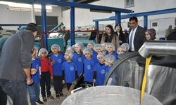 Ağaçtan sofraya zeytin: Minikler keşfe çıktı