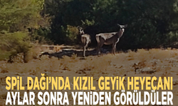 Spil Dağı’nda kızıl geyik heyecanı: Aylar sonra yeniden görüldüler