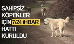 Sahipsiz Köpekler İçin 7/24 İhbar Hattı Kuruldu