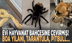 Evi hayvanat bahçesine çevirmiş!  Boa yılanı, tarantula, pitbull…