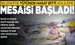 Tütünde hasat bitti, kolileme mesaisi başladı