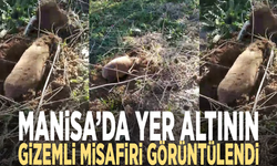 Manisa’da yer altının gizemli misafiri görüntülendi