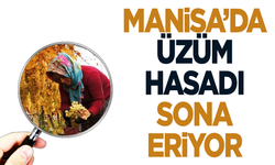 Manisa'da üzüm hasadında sona yaklaşıldı