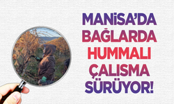 Üzüm bağlarında kadın istihdamı artıyor