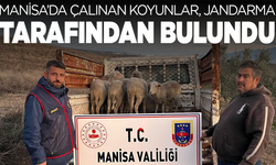 Manisa’da çalınan koyunlar, jandarma tarafından bulundu