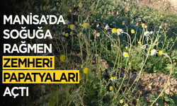 Sarıgöl’de zemheri papatyaları açtı